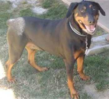 “Corrie” is a 4-year-old Rottweiler-Doberman Pinscher mix in kennel No. 8, ID No. 33210. Photo courtesy of Lake County Animal Care and Control. 8corrierotmix