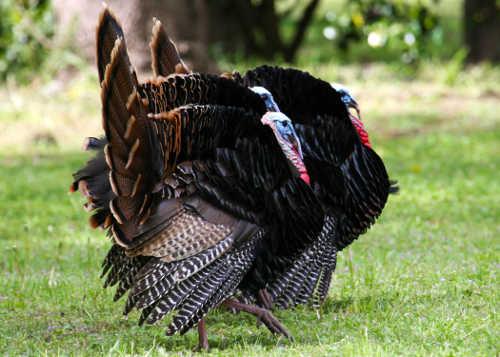 Wild turkeys. Photo by Carrie Wilson/California Department of Fish and Game. wildturkeys
