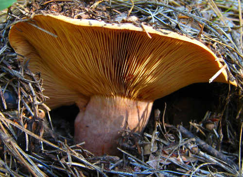 milkcapmushroomstahl