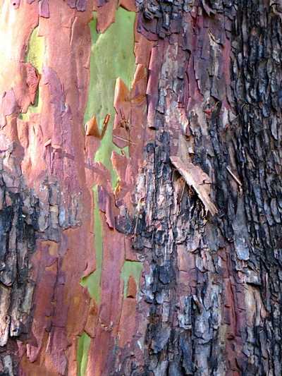 pacificmadronebark