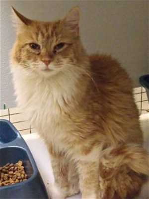 This 1-year-old female orange tabby is in cat room kennel No. 101b, ID No. 35998. Photo courtesy of Lake County Animal Care and Control. 101byellowtabby