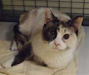 This 2-year-old female tortie point Siamese is in cat room kennel No. 101a, ID No. 35996. Photo courtesy of Lake County Animal Care and Control. 101maskedkitty