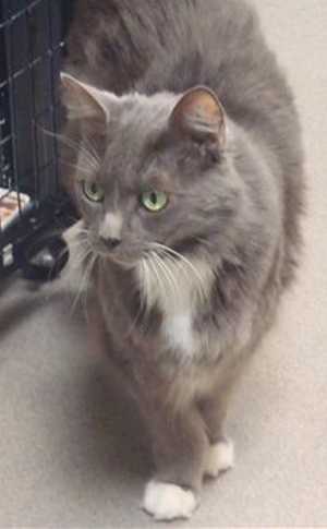 This 8-year-old female domestic short hair mix is in cat room kennel No. 105, ID No. 36162. Photo courtesy of Lake County Animal Care and Control. 105graytuxedo