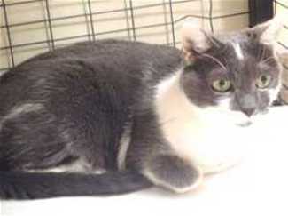 “Susie Q” is an 8 year old domestic medium hair mix in cat room kennel No. 106, ID No. 36161. Photo courtesy of Lake County Animal Care and Control. 106suzieqcat