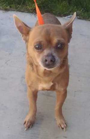 This 2-year-old female Chihuahua mix is in kennel No. 18, ID No. 35907. Photo courtesy of Lake County Animal Care and Control. 18chimix