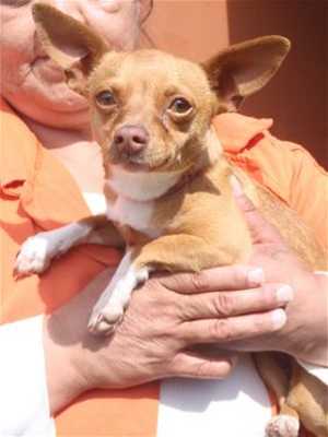 This 7-year-old male Chihuahua mix is in kennel No. 18, ID No. 36150. Photo courtesy of Lake County Animal Care and Control. 18tanchi