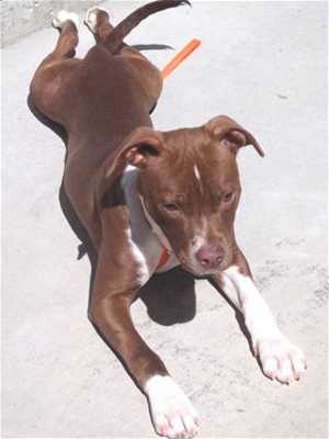 This 6-month-old female pit bull terrier mix is in kennel No. 19, ID No. 35880. Photo courtesy of Lake County Animal Care and Control. 19pitmixpup