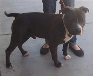 “Blaze” is a 3-year-old male pit bull terrier mix in kennel No. 28, ID No. 36173. Photo courtesy of Lake County Animal Care and Control. 28blazepit