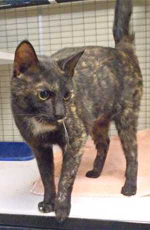 This 2-year-old female domestic short hair mix is in cat room kennel No. 2, ID No. 36033. Photo courtesy of Lake County Animal Care and Control. 2blackcalico