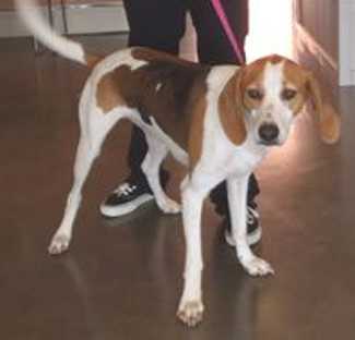 “Bella” is a 2 year old female hound mix in kennel No. 30, ID No. 35356. Photo courtesy of Lake County Animal Care and Control. 30femalehound