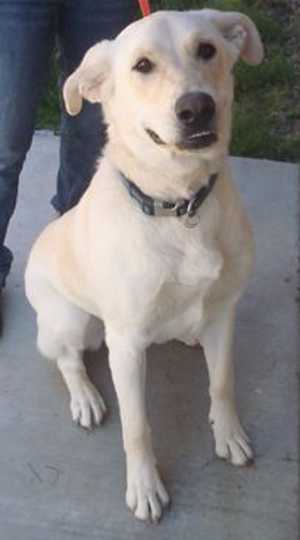 This 8-month-old male Labrador Retriever is in kennel No. 32, ID No. 36131. Photo courtesy of Lake County Animal Care and Control. 32yellowlab
