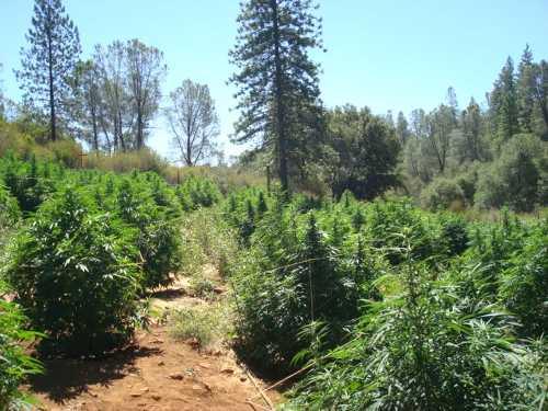Lake County Sheriff’s Narcotics Task Force members eradicated 3,800 marijuana plants in the Lower Lake and Middletown areas of Lake County, Calif., on Thursday, August 1, and Friday, August 2, 2013. Lake County Sheriff’s Office photo. 080713potcompliance1