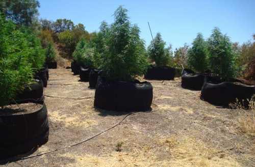Lake County Sheriff’s officials said they found no suspects in connection with 10 marijuana grows eradicated in the south Lake County Area on Thursday, August 1, and Friday, August 2, 2013. Lake County Sheriff’s Office photo. 080713potcompliance2