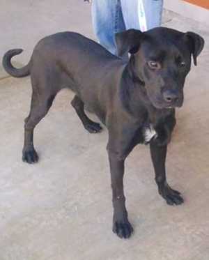 “Bear” is a 1-year-old Labrador Retriever mix in kennel No. 16, ID No. 37345. Photo courtesy of Lake County Animal Care and Control. 16bearlab