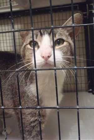 This 2-year-old male gray tabby is in cat room kennel No. 19, ID No. 37398. Photo courtesy of Lake County Animal Care and Control. 19graytabby