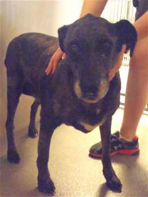 This 6-year-old male shepherd mix is in kennel No. 20, ID No. 37597. Photo courtesy of Lake County Animal Care and Control. 20shepherd