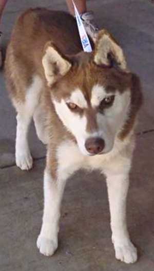 This 2-year-old male husky mix is in kennel No. 23, ID No. 37530. Photo courtesy of Lake County Animal Care and Control. 23husky