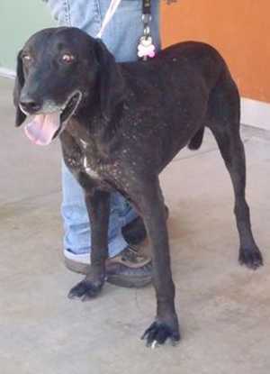 This 8-year-old female hound mix is in kennel No. 25, ID No. 37390. Photo courtesy of Lake County Animal Care and Control. 25houndmix