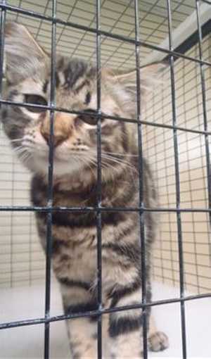 This 6-month-old female gray tabby is in cat room kennel No. 29, ID No. 37410. Photo courtesy of Lake County Animal Care and Control. 29graytabby