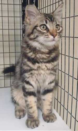 This 7-month-old female brown tabby is in cat room kennel No. 29, ID No. 37410. Photo courtesy of Lake County Animal Care and Control. 29graytabby2