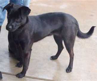 “Delilah” is a 4-and-a-half-year-old border collie mix in kennel No. 4, ID No. 32044. Photo courtesy of Lake County Animal Care and Control. 4delilah