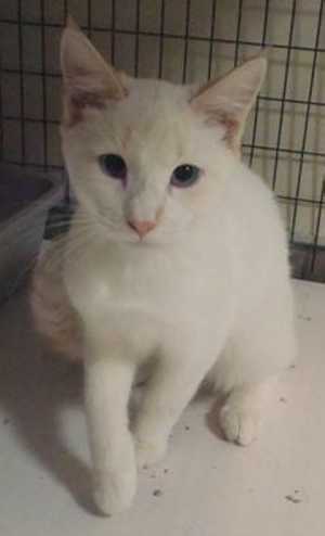 This 1-year-old male domestic short hair mix is in cat room kennel No. 51, ID No. 37512. Photo courtesy of Lake County Animal Care and Control. 51whitecat