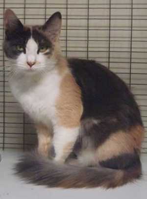 This 2-year-old female domestic medium hair mix is in cat room kennel 6a, ID No. 37510. Photo courtesy of Lake County Animal Care and Control. 6adilutecalico