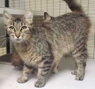 This 1-year-old female brown tabby is in cat room kennel No. 6b, ID No. 37515. Photo courtesy of Lake County Animal Care and Control. 6bgraytabby