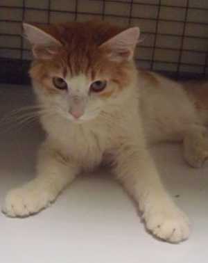 “Tigger” is a 6-month-old female domestic medium hair mix in cat room kennel No. 74, ID No. 37464. Photo courtesy of Lake County Animal Care and Control. 74tigger