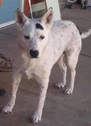 “Hank” is a 4-year-old cattle dog mix in kennel No. 9, ID No. 37583. Photo courtesy of Lake County Animal Care and Control. 8hank