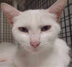 “Mom” is a 2-year-old flame point Siamese mix in cat room kennel No. 90, ID No. 37619. Photo courtesy of Lake County Animal Care and Control. 90mom
