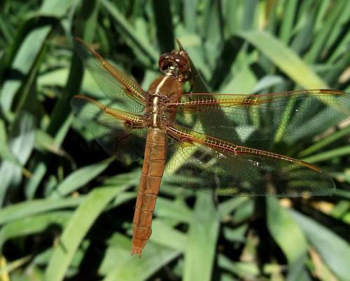 Dragonflies are sometimes called “water witches” or “fairies spinning needles.” Photo by Mary K. Hanson. dragonflymaryhansonongreen