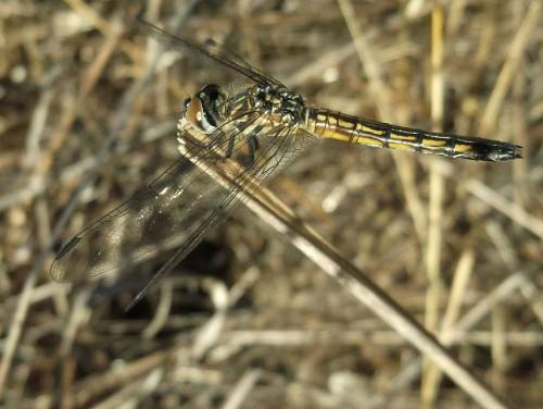 Dragonflies are larger than damselflies and have large, multifaceted eyes. Photos by Mary K. Hanson. dragonflymaryhansononstraw