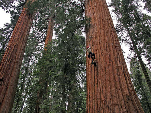 A newly released study shows that a growth surge in coast redwoods and giant sequoias in California is taking place. Photo by Anthony Ambrose, courtesy of Save the Redwoods League. giantredwoodclimbing
