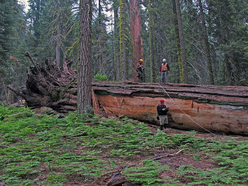 Researchers study a redwood as part of a newly released multiyear study. Photo by Anthony Ambrose, courtesy of Save the Redwoods League. giantredwoodmeasureing