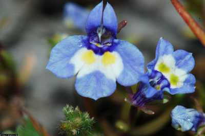 This beautiful Doublehorn Calicoflower can be seen at the Boggs Lake Preserve in Lake County, Calif., in the spring. Learn more about vernal pools and enjoy a nice evening on Sunday, August 25, 2013, at the Moore Family Winery in Kelseyville, Calif. Courtesy photo. irisncrsdatabase
