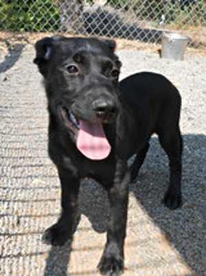 “Jade” is a border collie/malamute mix pup. For more information contact the SPCA of Clear Lake, 707-279-1400. jadespca