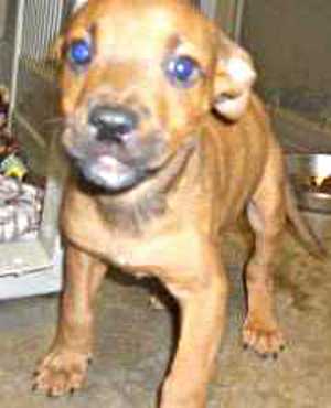 “Larry” is a male boxer/lab mix pup. For more information contact the SPCA of Clear Lake, 707-279-1400. larryspca2