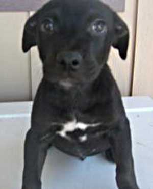“Len” is a male boxer/lab mix pup. For more information contact the SPCA of Clear Lake, 707-279-1400. lenspca