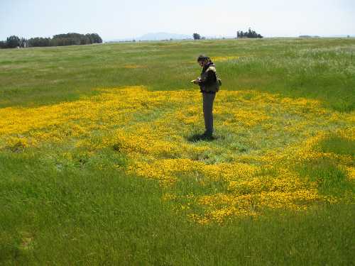 Carol Witham is a vernal pool ecologist and will be the guest speaker at the Lake County Land Trust fundraiser at Moore Family Winery in Cobb, Calif., on Sunday, August 25, 2013. Courtesy photo. withamvernalpool