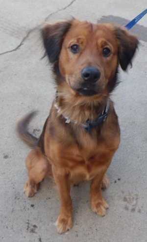 “Scruffy” is a 9 month old male retriever mix available from Clearlake Animal Control, telephone 707-994-8201, Extension 118. He can be visited at 6820 Old Highway 53 from 1 p.m. to 2 p.m. Monday through Friday. 022313scruffy