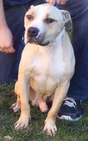 This 1-year-old male pit bull terrier mix is in kennel No. 12, ID No. 35628. Photo courtesy of Lake County Animal Care and Control. 12malepitbuff