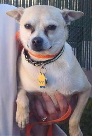 “Milo” is a 1 year old male Chihuahua mix in kennel No. 13, ID No. 35533. Photo courtesy of Lake County Animal Care and Control. 13milochimix