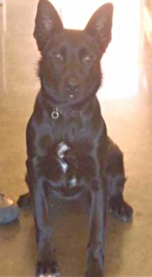 “Max” is a 7 month old border collie-German Shepherd mix in kennel No. 14, ID No. 35501. Photo courtesy of Lake County Animal Care and Control. 14maxshepherd