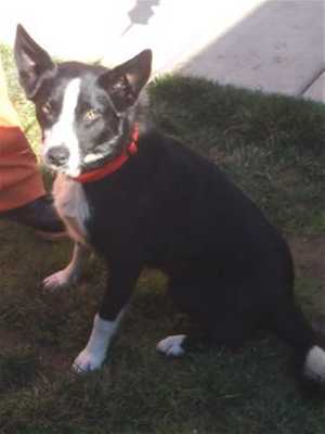 This 7-month-old female border collie mix is in kennel No. 20, ID No. 35507. Photo courtesy of Lake County Animal Care and Control. 20femalebordercollie