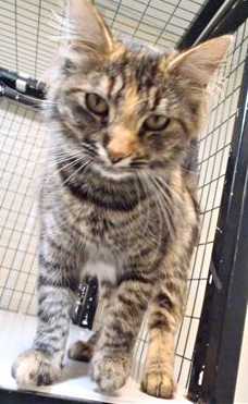 This 7-month-old female torbie mix is in cat room kennel No. 20, ID No. 35667. Photo courtesy of Lake County Animal Care and Control. 20torbie