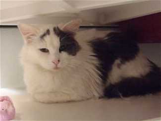 This 3-year-old male domestic long hair mix is in cat room kennel No. 21, ID No. 35630. Photo courtesy of Lake County Animal Care and Control. 21whiteandgraycat