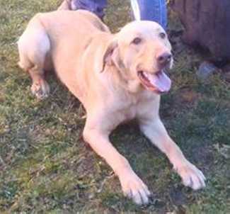 “Leo” is a 10 month old male Labrador Retriever mix in kennel No. 32, ID No. 35407. Photo courtesy of Lake County Animal Care and Control. 22goldenlabmix