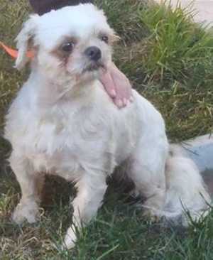 “Kimbre” is a 2 year old female Shih Tzu mix in kennel No. 25, ID No. 35552. Photo courtesy of Lake County Animal Care and Control. 25shihtzukimbre
