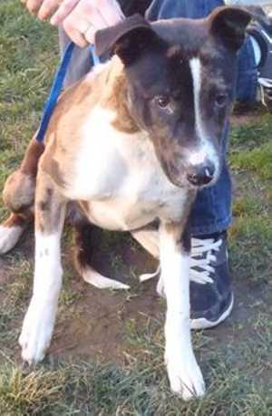 This 1-year-old male Catahoula Leopard Dog-shepherd mix is in kennel No. 30, ID No. 35627. Photo courtesy of Lake County Animal Care and Control. 30catahoula